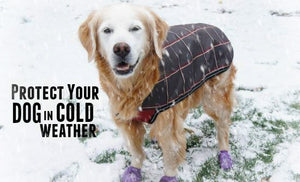 Do Dogs Need Clothes in the Winter?
