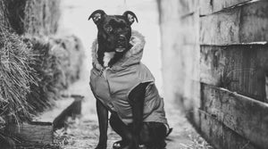 dog-jackets-dog-e-styles